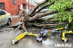 Ураган в Москве сносит деревья: что известно о погибших и пострадавших. Фото, видео