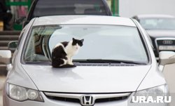 Юрист предупредил водителей о штрафе за кота, свободно гуляющего в салоне автомобиля