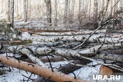 Суд Екатеринбурга замораживает конфликт вокруг Березовой рощи