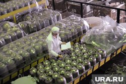 США будут закупать ядерное топливо у местных предпринимателей