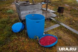 В ХМАО купить свежую клюкву можно меньше, чем по 200 рублей за килограмм 