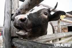 Предприятию назначен штраф в 50 тысяч рублей
