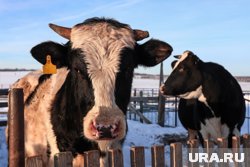 В Мужах появится специальный полигон для выпаса коров