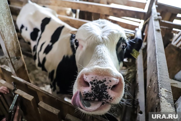 Фермерство - дорогое занятие, отсюда и высокий ценник на домашнюю продукцию