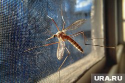 Комары в Новом Уренгое восхитили певца Корнилова