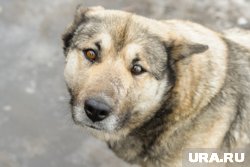 Курганцы отправляют странные зоологические запросы