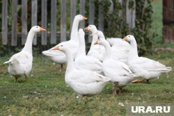 Курганцы заметили гусей (архивное фото)