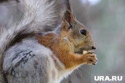 Курганцы меняют мед на желуди для белок