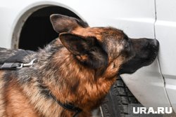 Наркотики предназначались для транзита через территорию республики в третьи страны