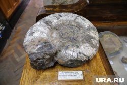 Моллюск якобы обитал в Уральском океане (архивное фото)