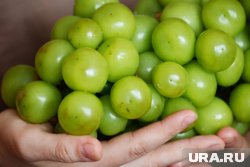 Ягоды по размеру напоминают помидоры черри