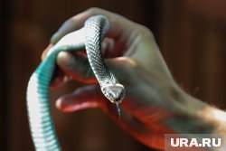 Нахальная и голодная змея оказалась ужом