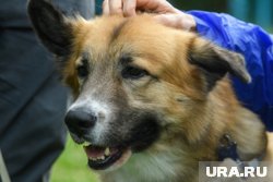 Во многих странах установлены памятники собакам в знак благодарности за преданность и помощь человеку