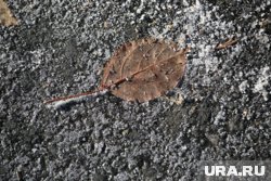Первые заморозки в Тюменской области ожидаются в начале октября 