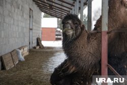Один час прогулки на верблюдах стоит 2500 рублей