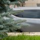 В Тюмени три женщины облепили дорогую иномарку навозом. Видео