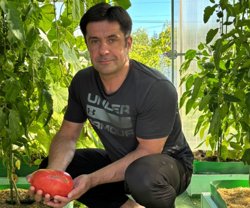 Дмитрий Пырсиков выращивает большие помидоры