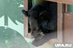 Обитательница нового Пермского зоопарка показала всю свою мощь