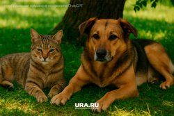 Длинная шерсть быстрее загрязняется мусором и имеет способность к скатыванию