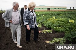 Аграрии надеются реанимировать кусты картофеля, пострадавшего от заморозков
