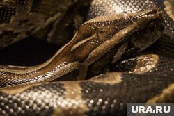 В здании установят оборудование для проживания морских животных, змей и рептилий