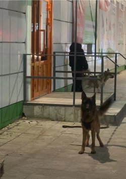 Собак без намордников привязали у магазина 