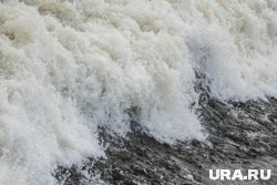 Возвращение в воду: в Петербурге показали выпуск балтийских нерп