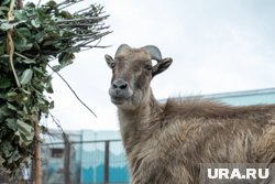 Хозяин козлов подал в полицию заявление о пропаже животных (архивное фото)