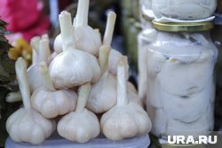 Крупный чеснок можно вырастить при правильном удобрении