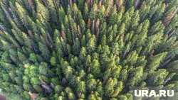 На территории Пермского края опасного вредителя обнаружили в 2022 году