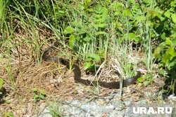 Водяные ужи обычно обитают в южных регионах страны