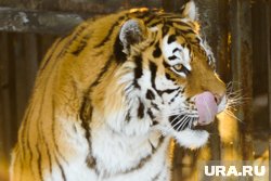 В Приморье на трассе сбили амурского тигра