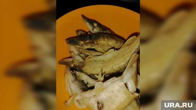 При правильной термической обработке рыба из оби становится вкусной и безопасной