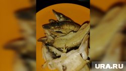 При правильной термической обработке рыба из оби становится вкусной и безопасной