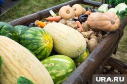 Сотрудничество в сельскохозяйственной сфере между Россией и Китаем успешно развивается
