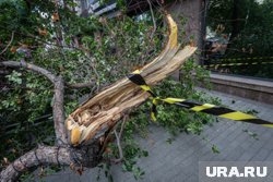Пять человек пострадали при падении деревьев