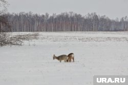 Об иностранце, убившем двух косуль, в полицию сообщил егерь