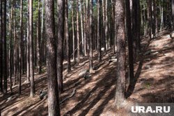 Во втором квартале 2025 года сгорело всего 623 кубометра леса в регионе