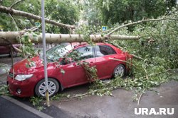 В Москве из-за сильного ветра падают деревья (архивное фото)