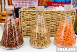 Продукция южноуральских аграриев становится все более востребованной (архивное фото)
