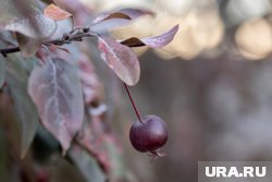 Снег в Прикамье пока не ожидается