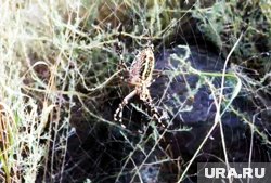 На юге Курганской области обнаружили ядовитых пауков-ос
