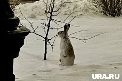 Основные набеги на садовые участки зайцы осуществляют по первому снегу