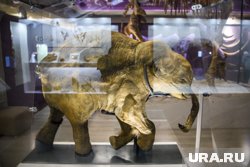 Мамонтенок Люба в экспозиции музея имени Шемановского 