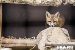 Лиса выбралась в город, чтобы полакомиться съестным 