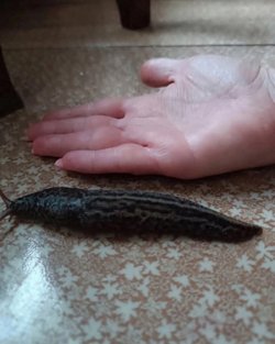 Замеченные курганцами слизни достигают размеров с ладонь