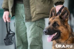 В России 21 июня поздравляют кинологов и их четвероногих помощников