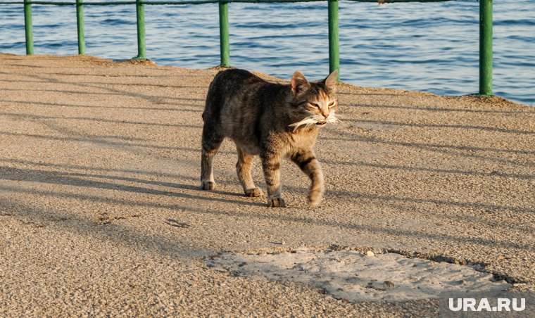 Рыбак накормил кота тюлькой