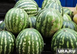 Курганцев угостят арбузами на праздничном мероприятии