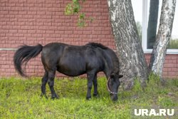 Их ищут в районе  населенных пунктов Прогресс, Беркут, Карабаш.